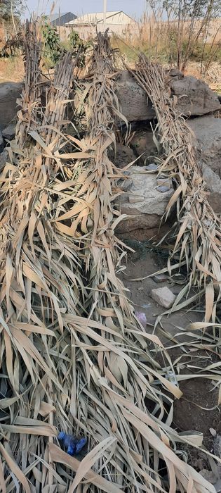 Бамбук сотилади...