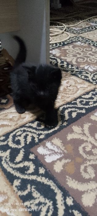 Отдаю котят хорошим рукам