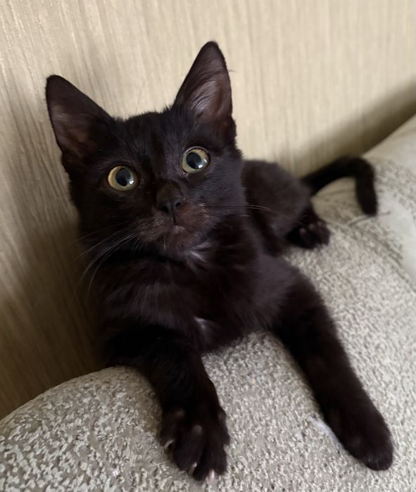 Мальчик 1,5 мес