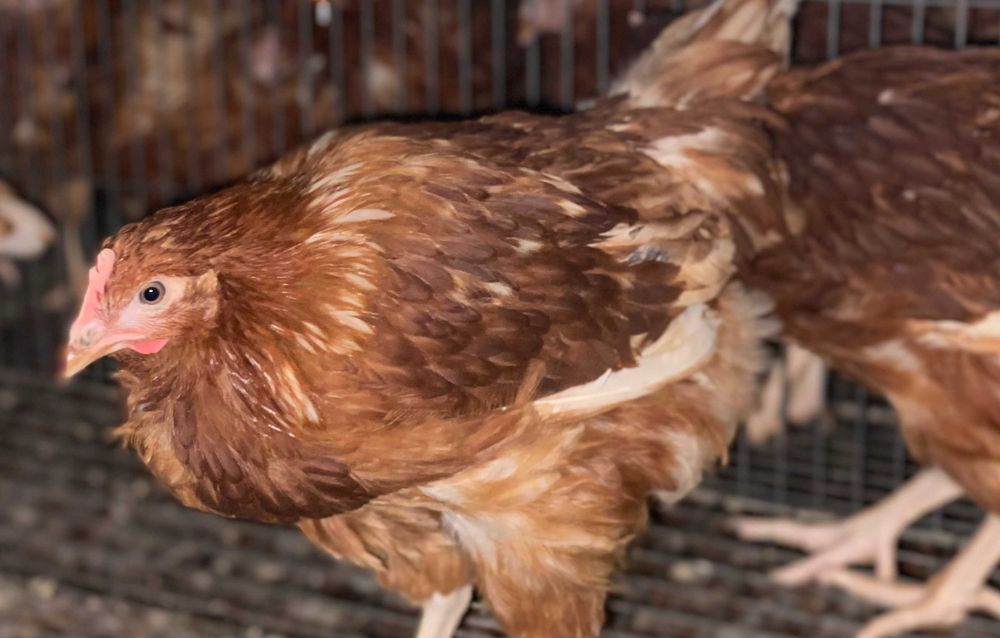 Vaccinarea – diferența dintre o puicuță sănătoasă și o pierdere sigură