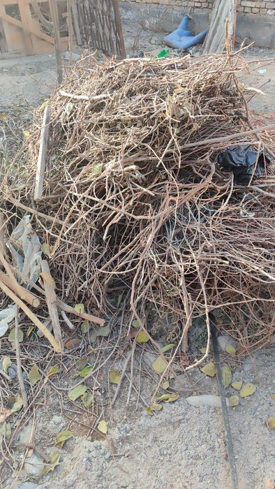 Майда куриган шохчалар  текинга бервораман