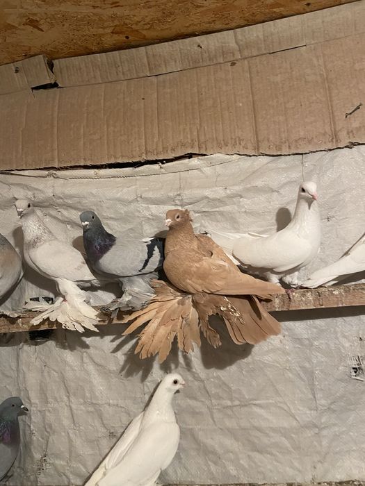 Жолты самец 20000