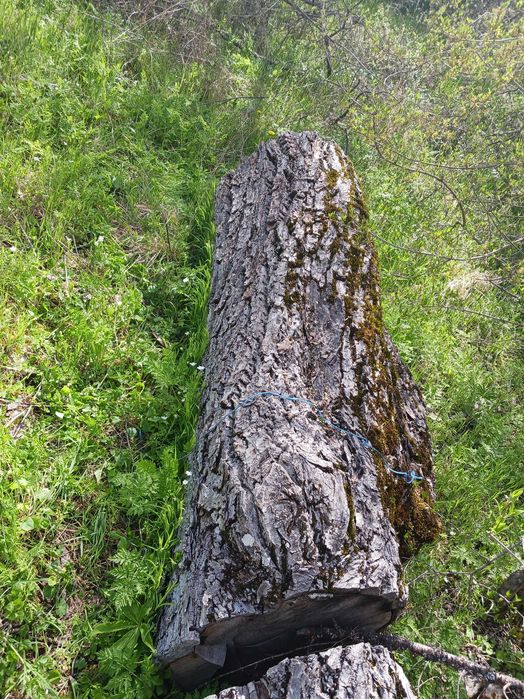 Сух Орехов материал