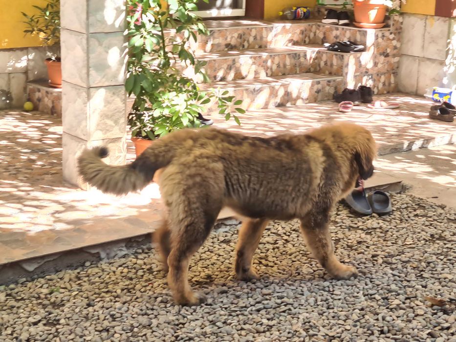 Ciobanesc caucazian