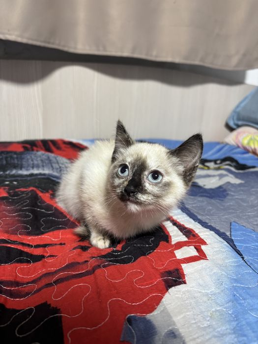 Отдам котят в хорошие руки