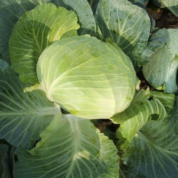 Varză de Socodor
