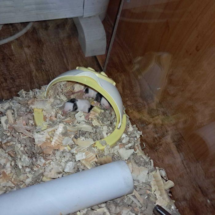 Продавам Мишки Панда