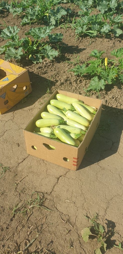 Vand dovlecei din producție proprie!