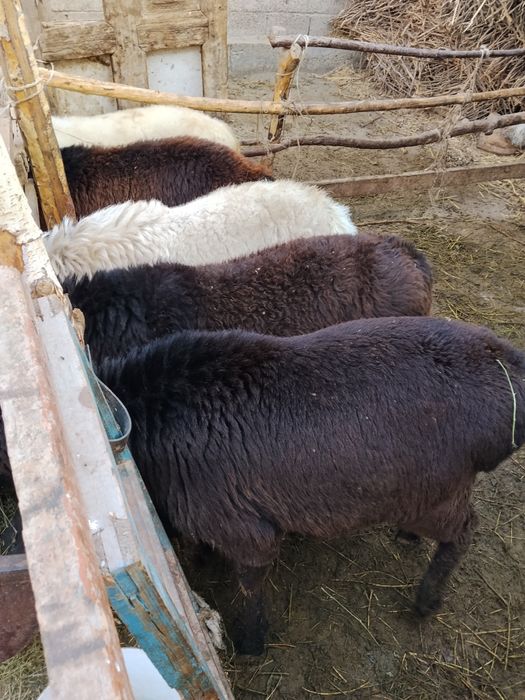 Yaxshi  suyagi butun  gavdasi yirik qochqorlar