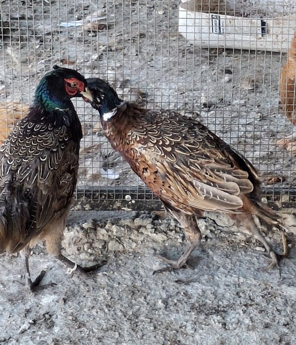 Продаётся Молодые фазаны