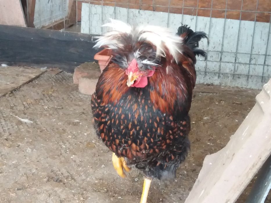 Vind gaini si bibilici