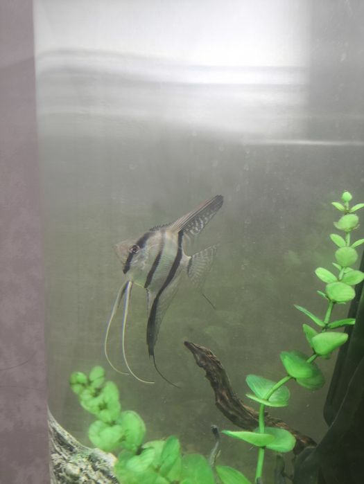 Скалярии рыбка аквариум