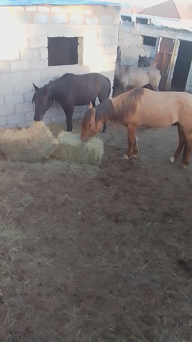 Продам лошадей. Варианты