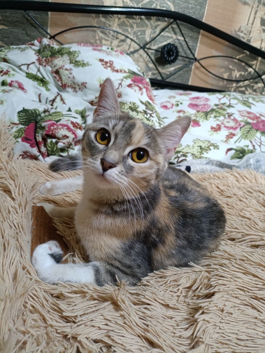 Кошечка для любящего человека
