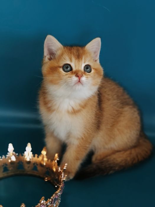 Котята Шикарные Шиншиллы