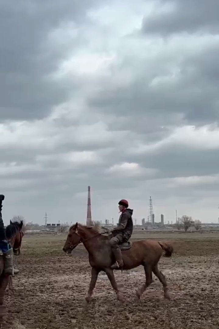 Шымкент жылқы сатылады