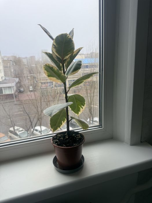 Фикус каучуконосный