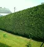 leylandii   40cm