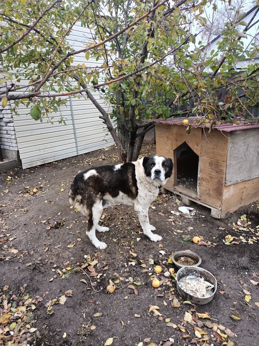 Отдам Алабая собаку