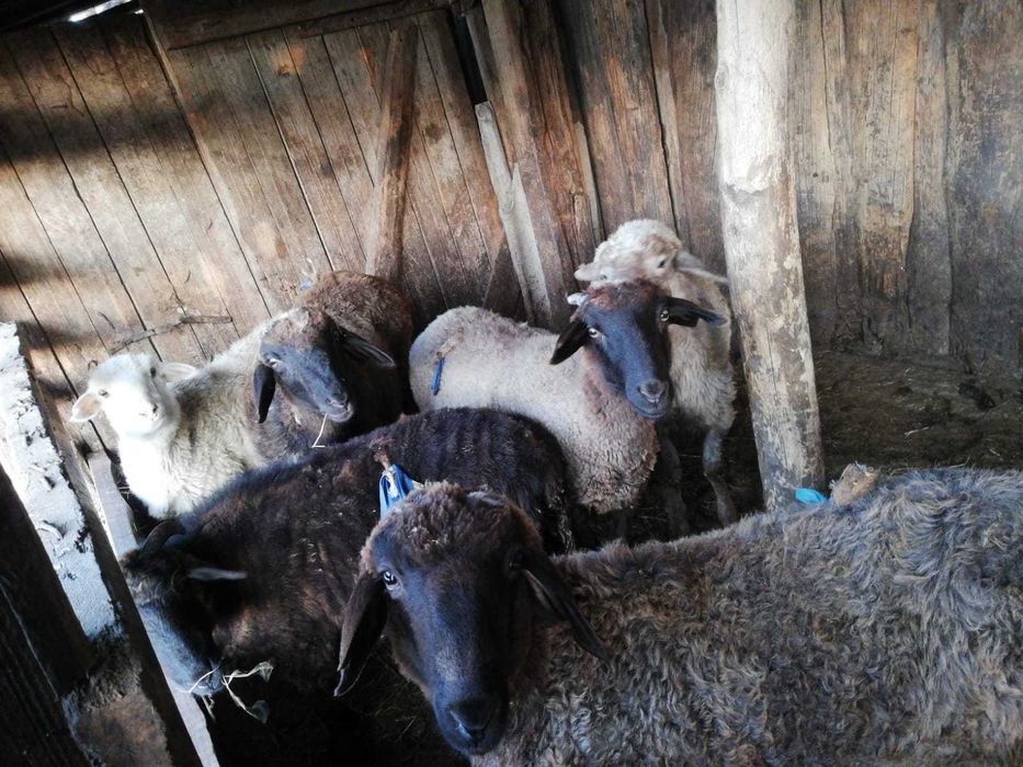 Семіртілген тоқтылар сатылады.