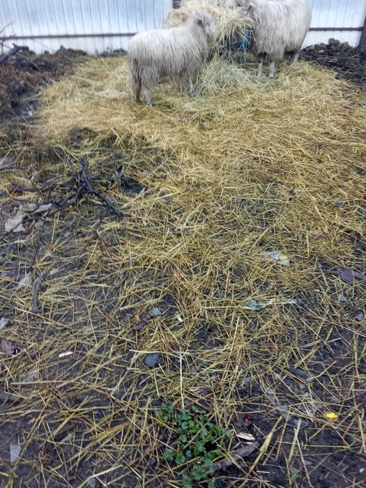 Vând mielute mioare