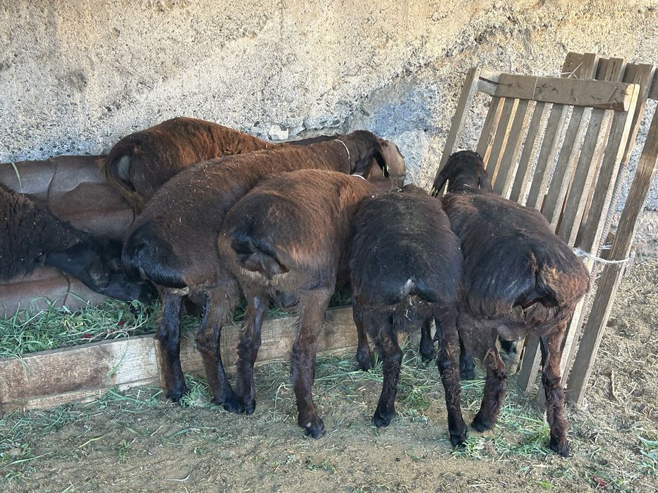 Койлар токтылар бағылған