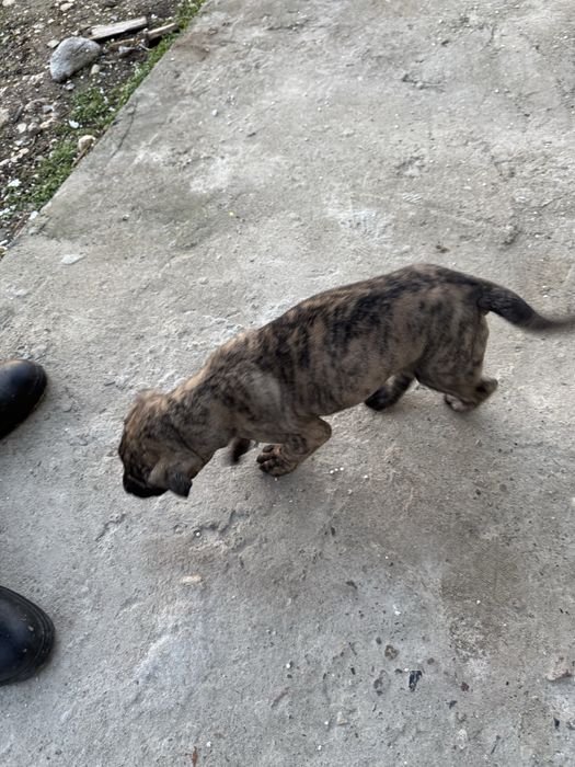 Кученца Преса Канарио