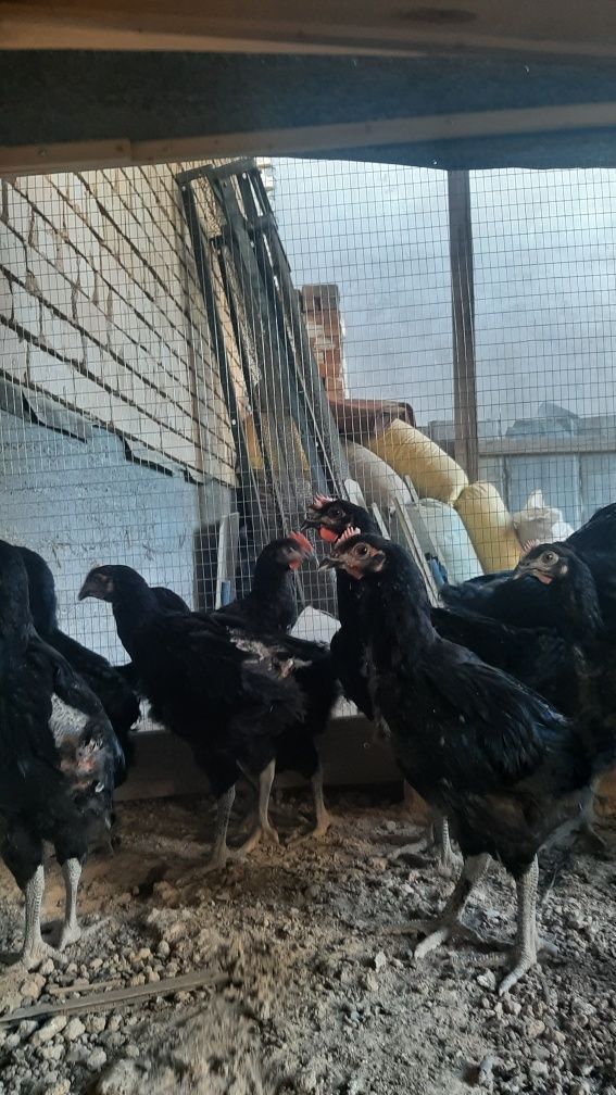 Gigat qora shaxzoda 2 oylikdan oshkan xorozlar faqat xorozlar sotiladi