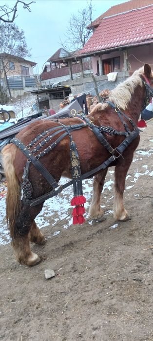 Mânză de 3 ani jumate de vânzare 5000 euro