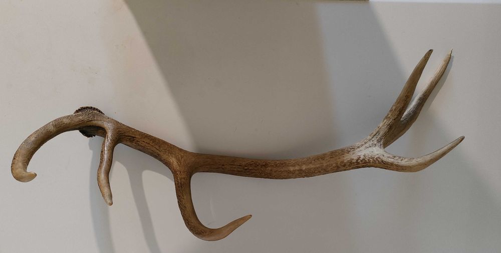 Еленски рога.Чифт.
