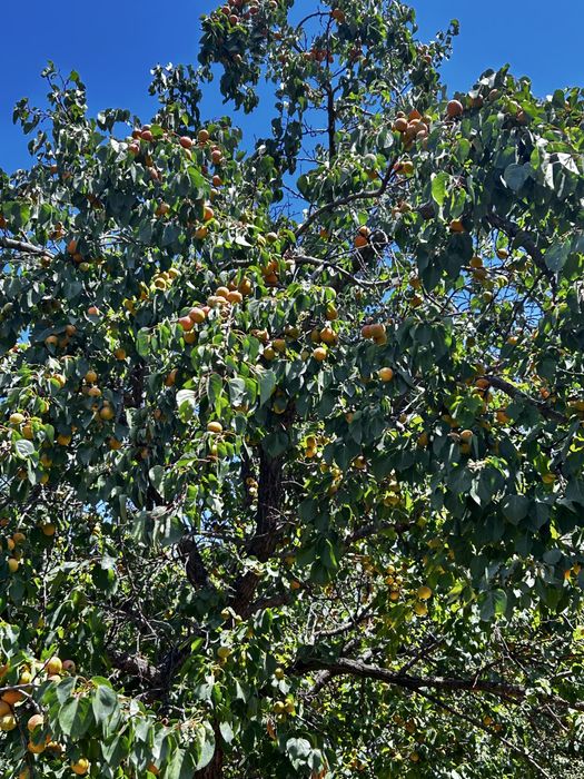 Продается дачный участок, 12 соток, СТ МЕТАЛЛУРГ