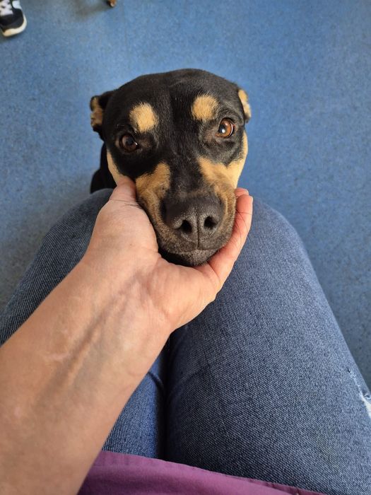 Cațelușa sterilizata își caută  familie.  E blândă.