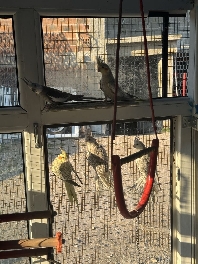 Папагали Корела