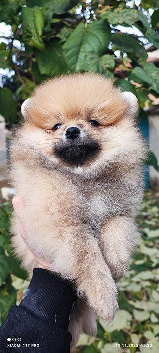 Померан померанче