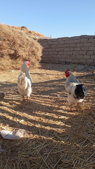 Қораздар тек аламын деген кісілер хабрлассын