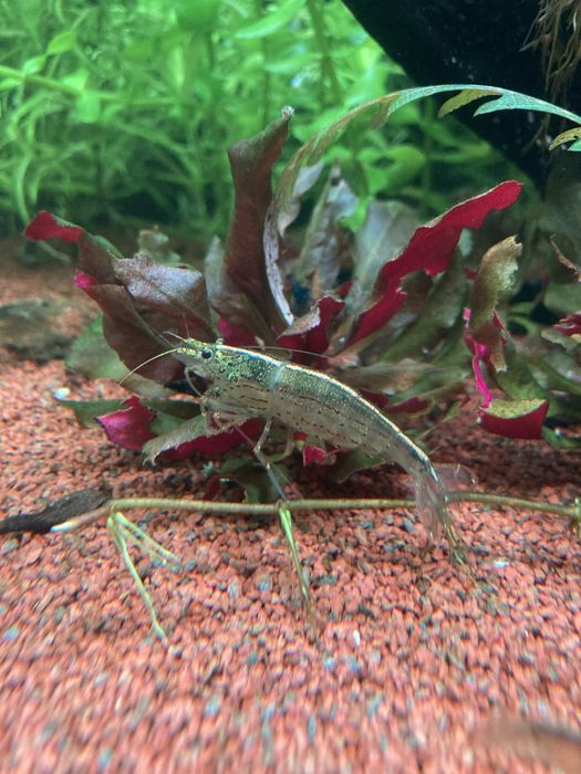 Creveti Amano - Caridina multidentata