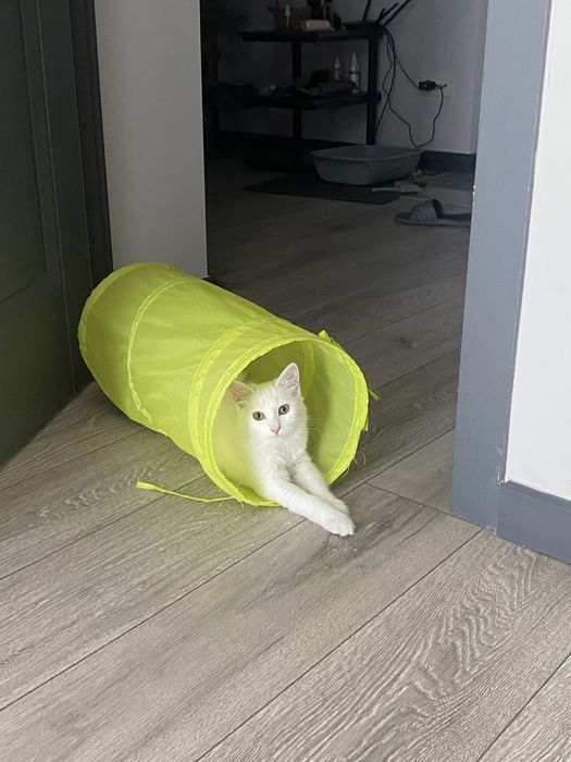 Отдаем кошечку Мими