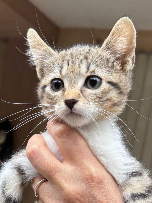 Подарявам коте на три месеца