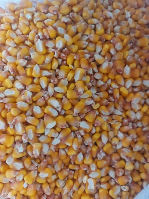 Vând porumb boabe 2025