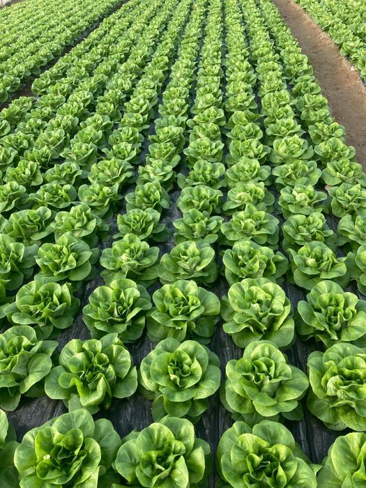 Salata verde de solar