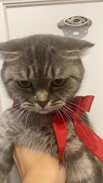 Шотландская кошка