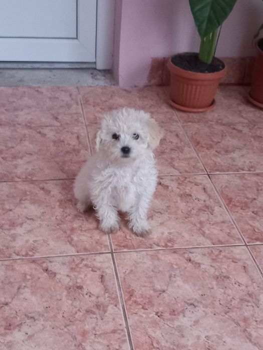 Pui Bichon Maltez - 2 băieți