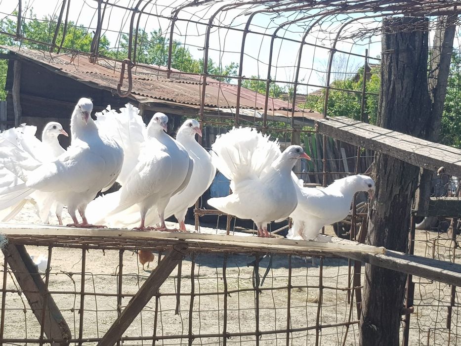 Porumbei indieni,infoieti si voiajori albi