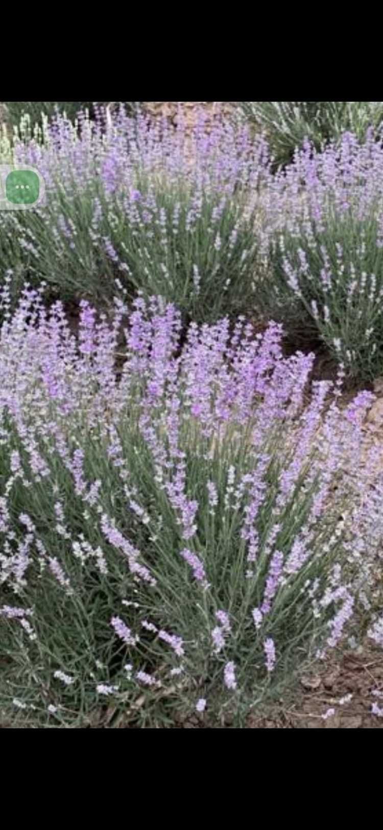 vand floare de lavanda