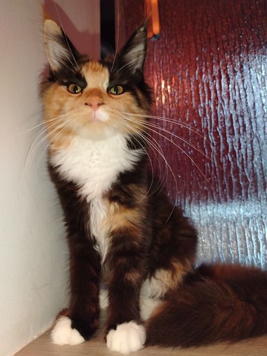 Fetita Maine Coon XXL