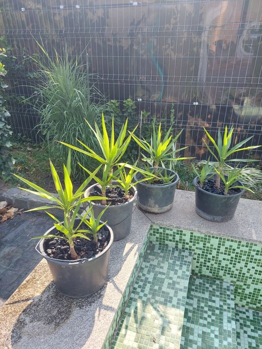 Yuca planta ornamentala