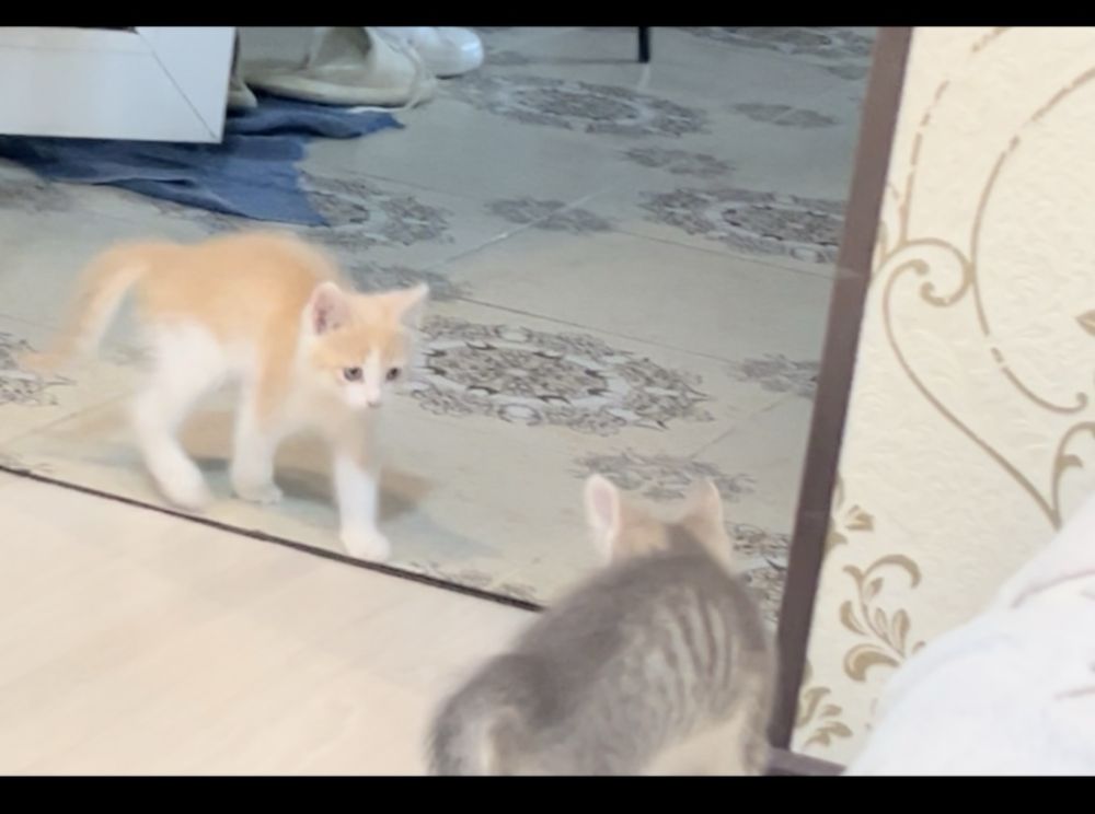 Котята мальчик и 2 девочки