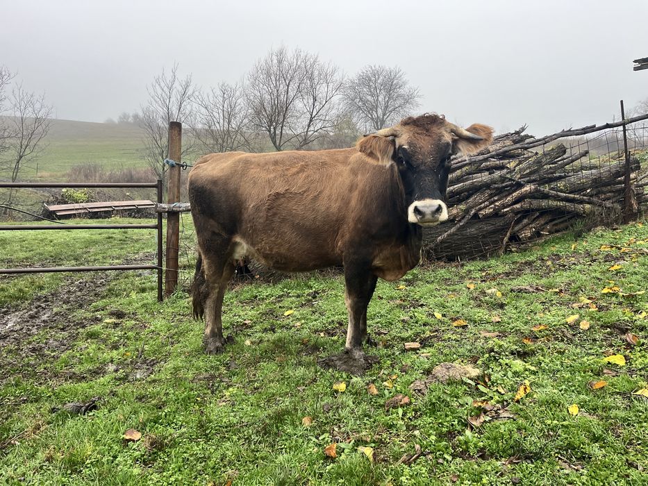 Vand junica gestanta