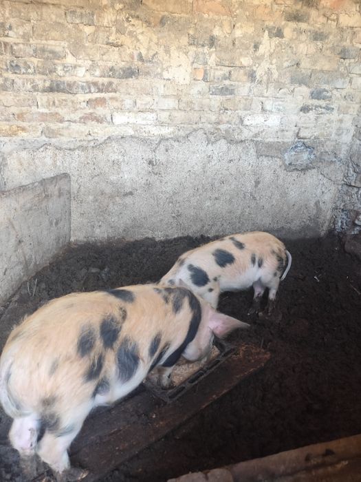 Продам поросят, срочно