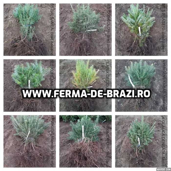 Pachet 50 bucati puieti brad, molid argintiu mixt STANDARD-10 specii